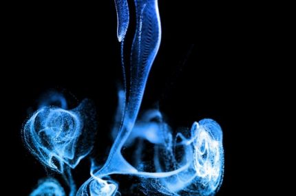 3d render blue luminous particles in a fluid stream in slow motion. The effect is similar to ink in water. Advection glow particles in 4k