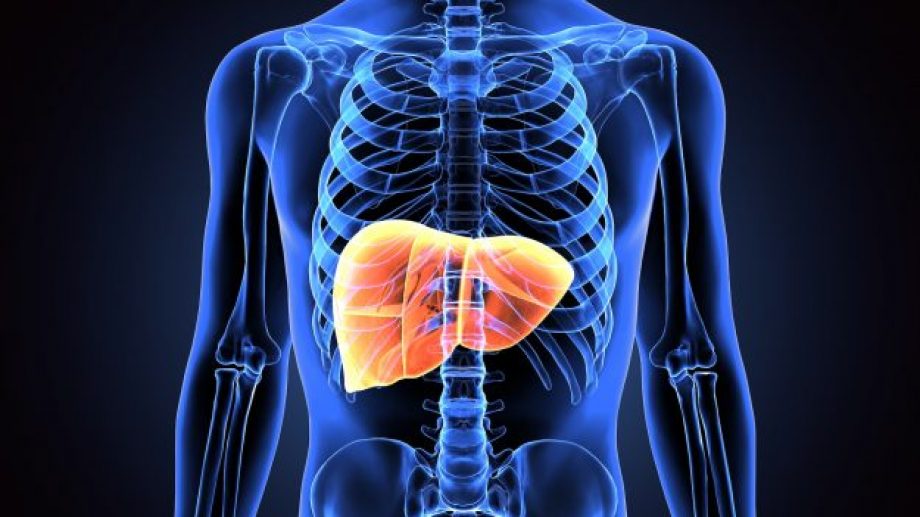 3d illustration of human body liver